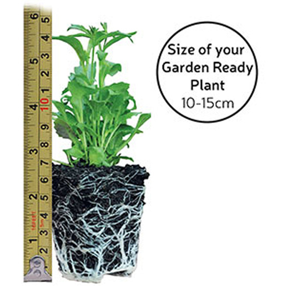 Thompson and Morgan Alyssum Clear Crystal Mixed Garden Ready Plant 15 Pack Image 5