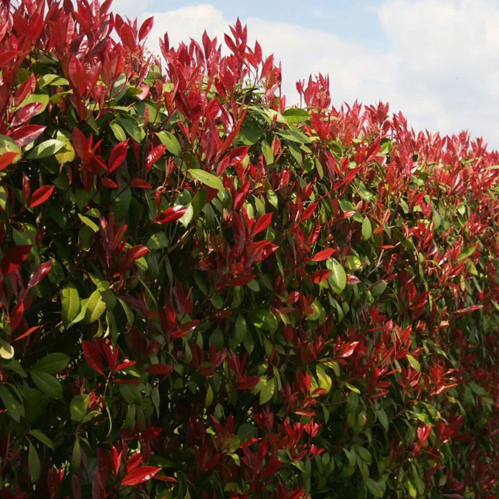 Inspirational Gifting Photinia Hedging Plants Evergreen Bare Root Tree 30-60cm 10 Pack Image 5