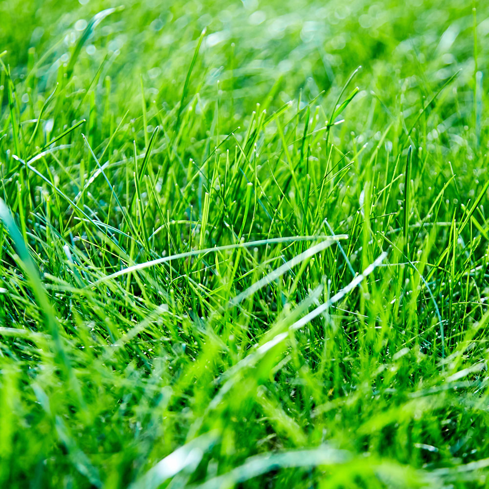Harrowden Vivid Green Spring and Summer Lawn Feed Image 2