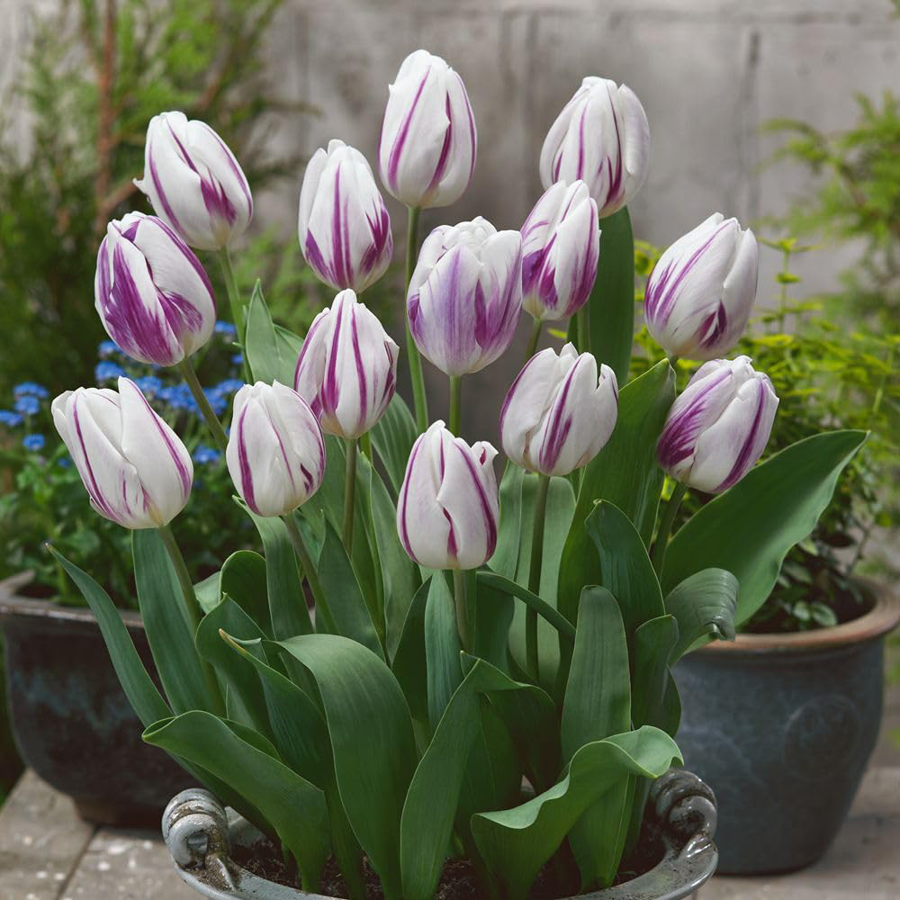 Thompson and Morgan Tulip Flaming Flag Planting Bulb 10 Pack Image 3