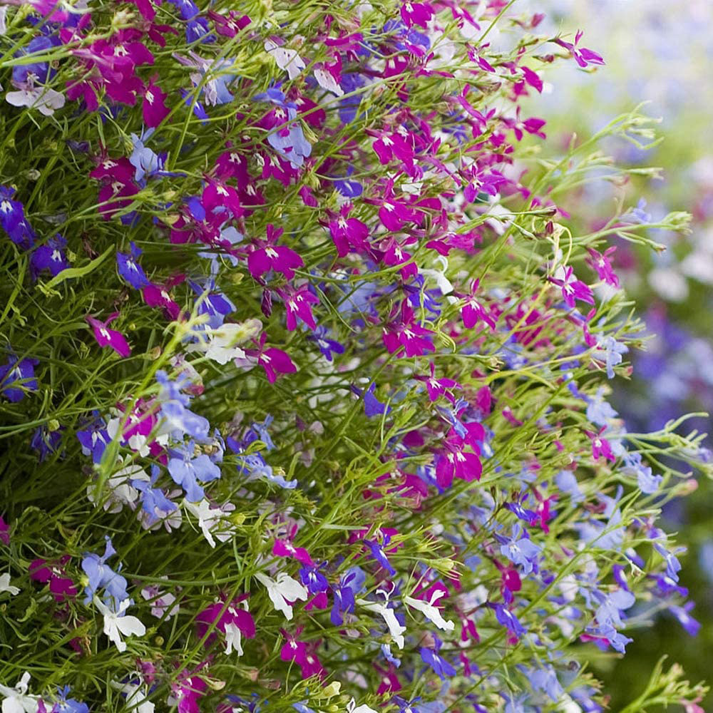 Thompson and Morgan Lobelia Ultra Cascade Imp Mix Garden Ready Plant 30 Pack Image 5