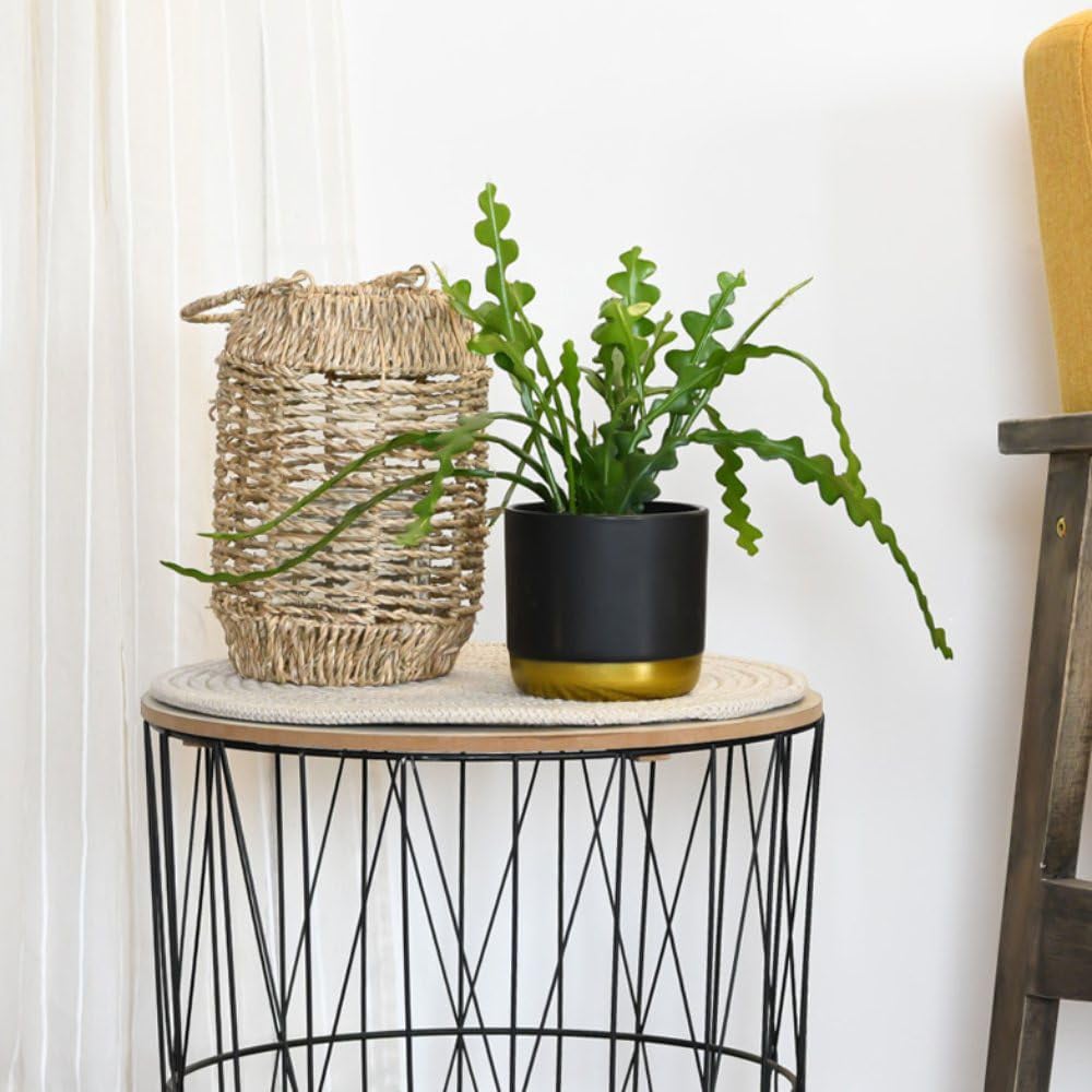 Thompson and Morgan Epiphyllum Anguliger Plant Pot 9cm 3 Pack Image 2