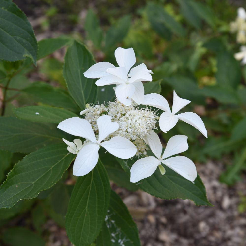 Thompson and Morgan Hydrangea Paniculata Great Star Plant in Pot 35L Image 2