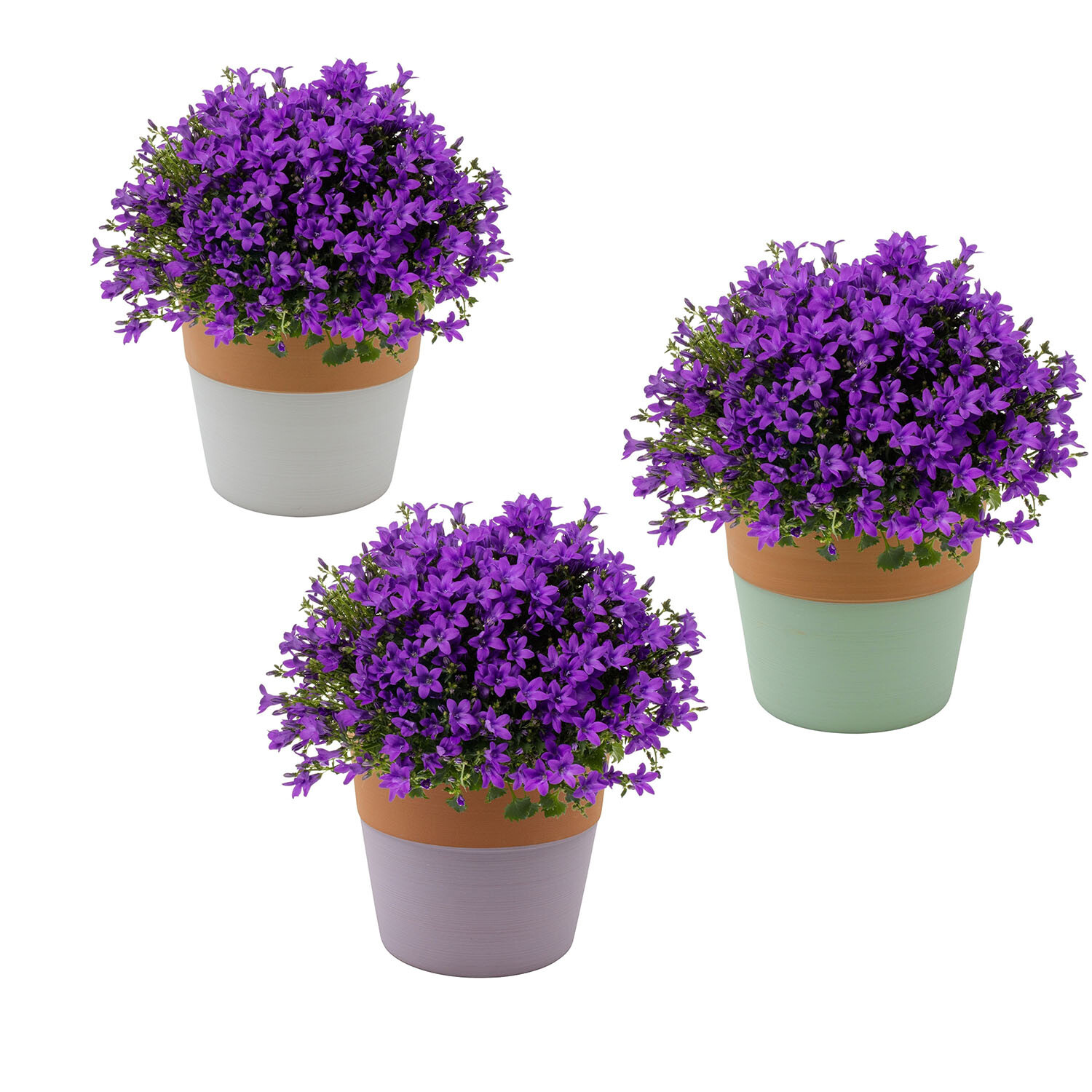 Campanula Addenda Mix Terra Cotta 10.5cm - Purple Image