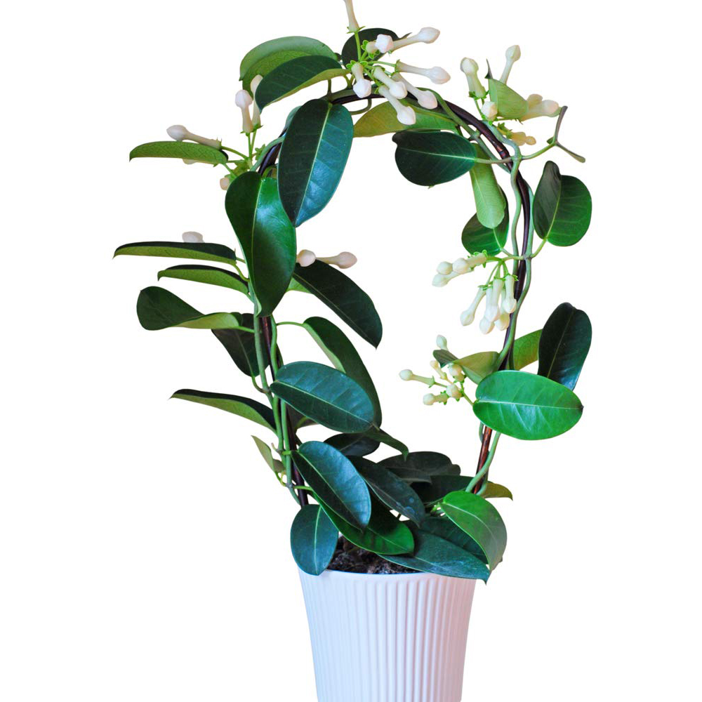 Thompson and Morgan Stephanotis Floribunda On A Hoop Plant in Pot 12cm 2 Pack Image 2