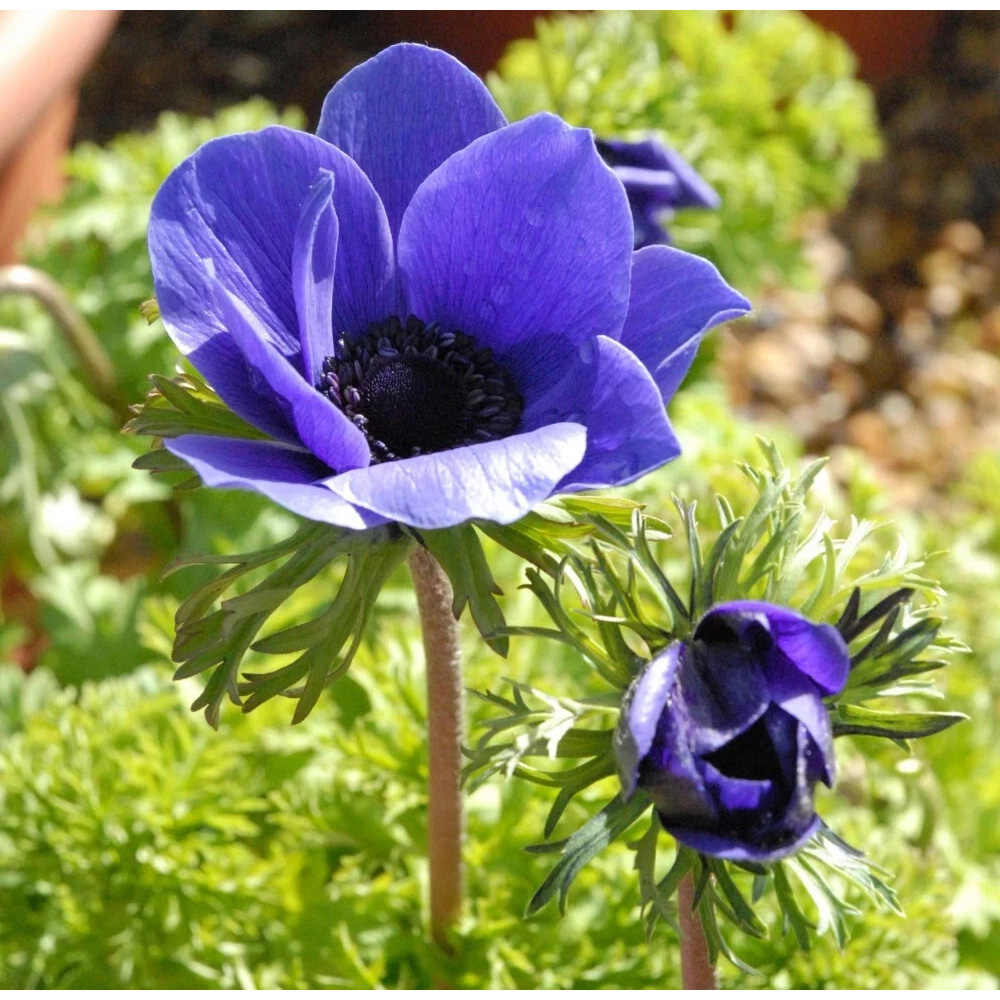 Thompson and Morgan Anemone Mr Fokker Planting Bulb 16 Pack Image 2