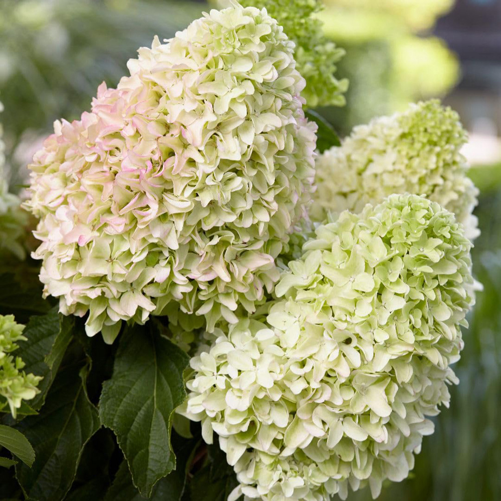 Thompson and Morgan Hydrangea Little Fresco Plant in Pot 9cm 2 Pack Image 2