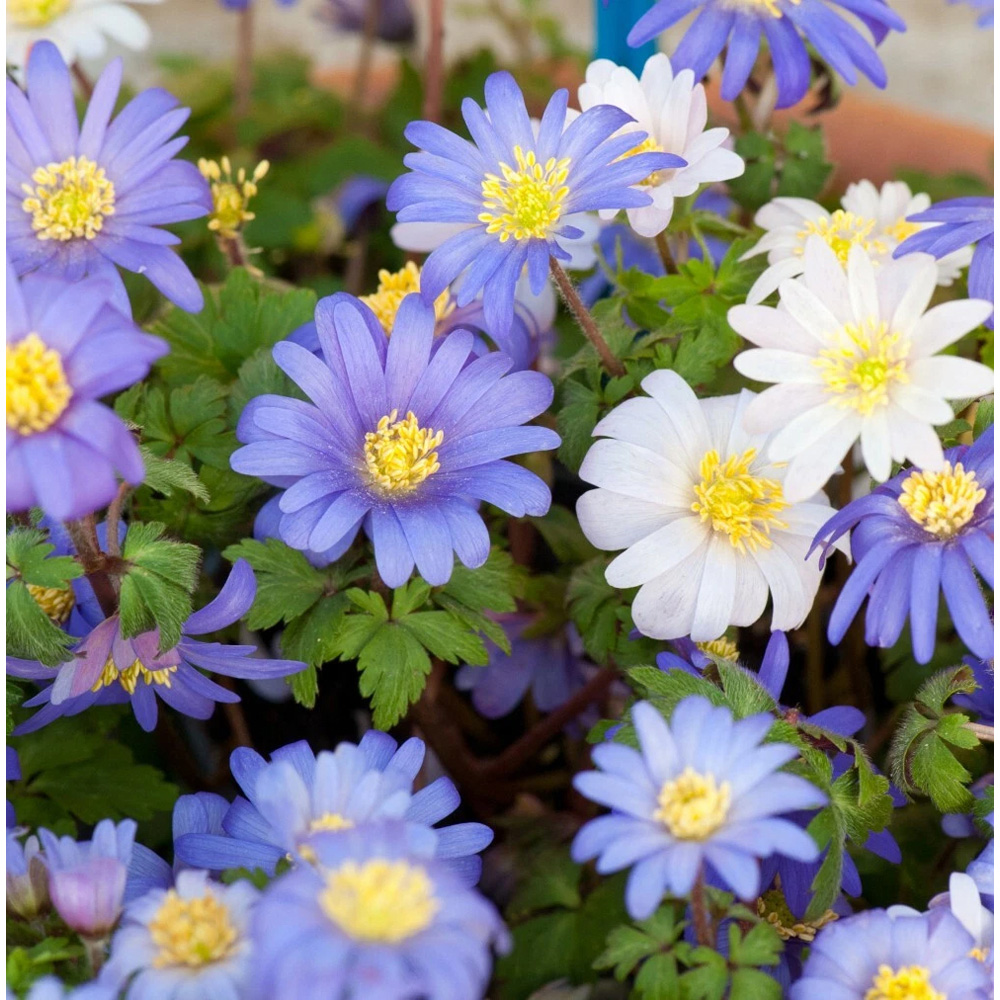 Thompson and Morgan Anemone Blanda Mixed Planting Bulb 160 Pack Image 2