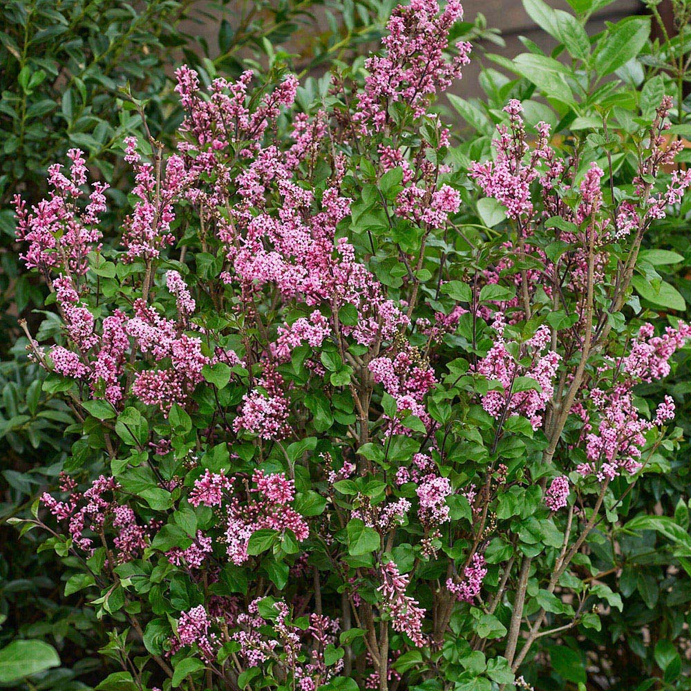 YouGarden Standard Lilac Syringa Meyeri Little Rosie Plant Pot 3L 2 Pack Image 2