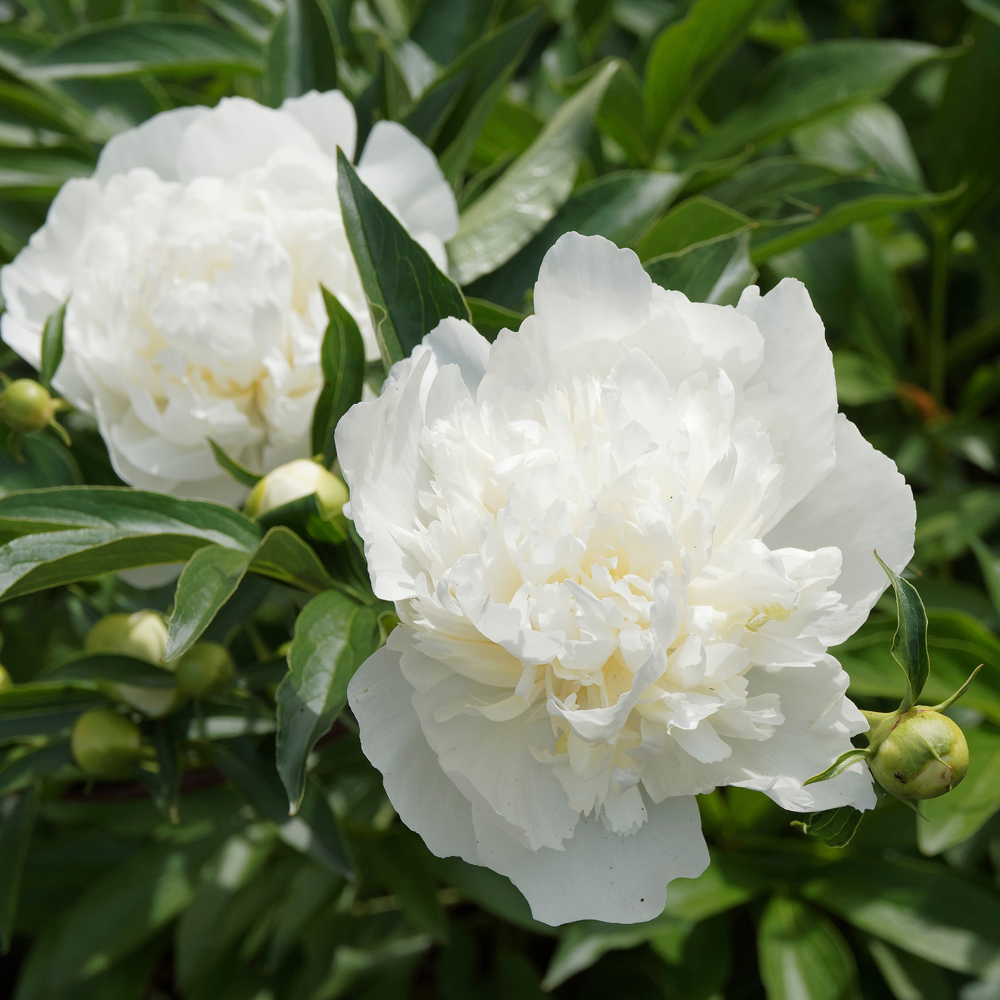 YouGarden Peony Duchesse de Nemours Bare Root 3 Pack Image 2