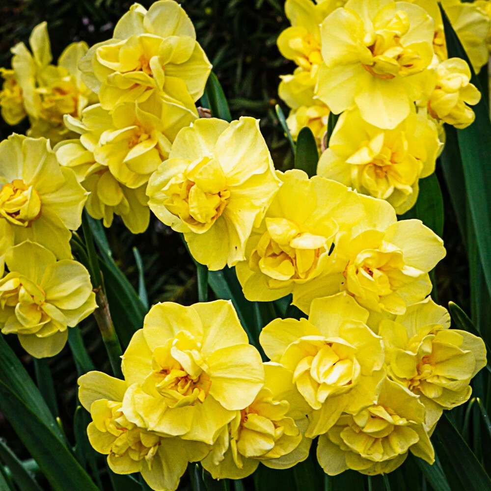 Thompson and Morgan Daffodil Cheerfulness Yellow Planting Bulb 8 Pack Image 5