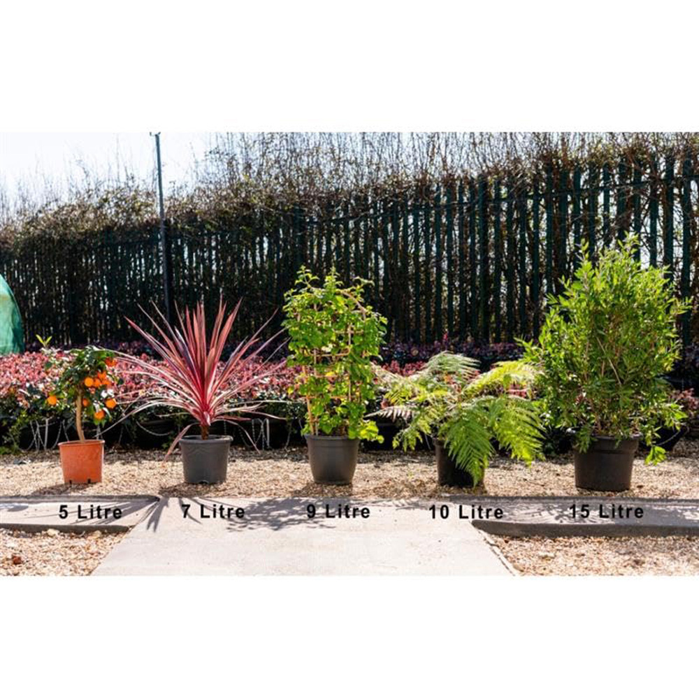 Thompson and Morgan Citrus Tree Grapefruit Plant Pot 5L 2 Pack Image 3