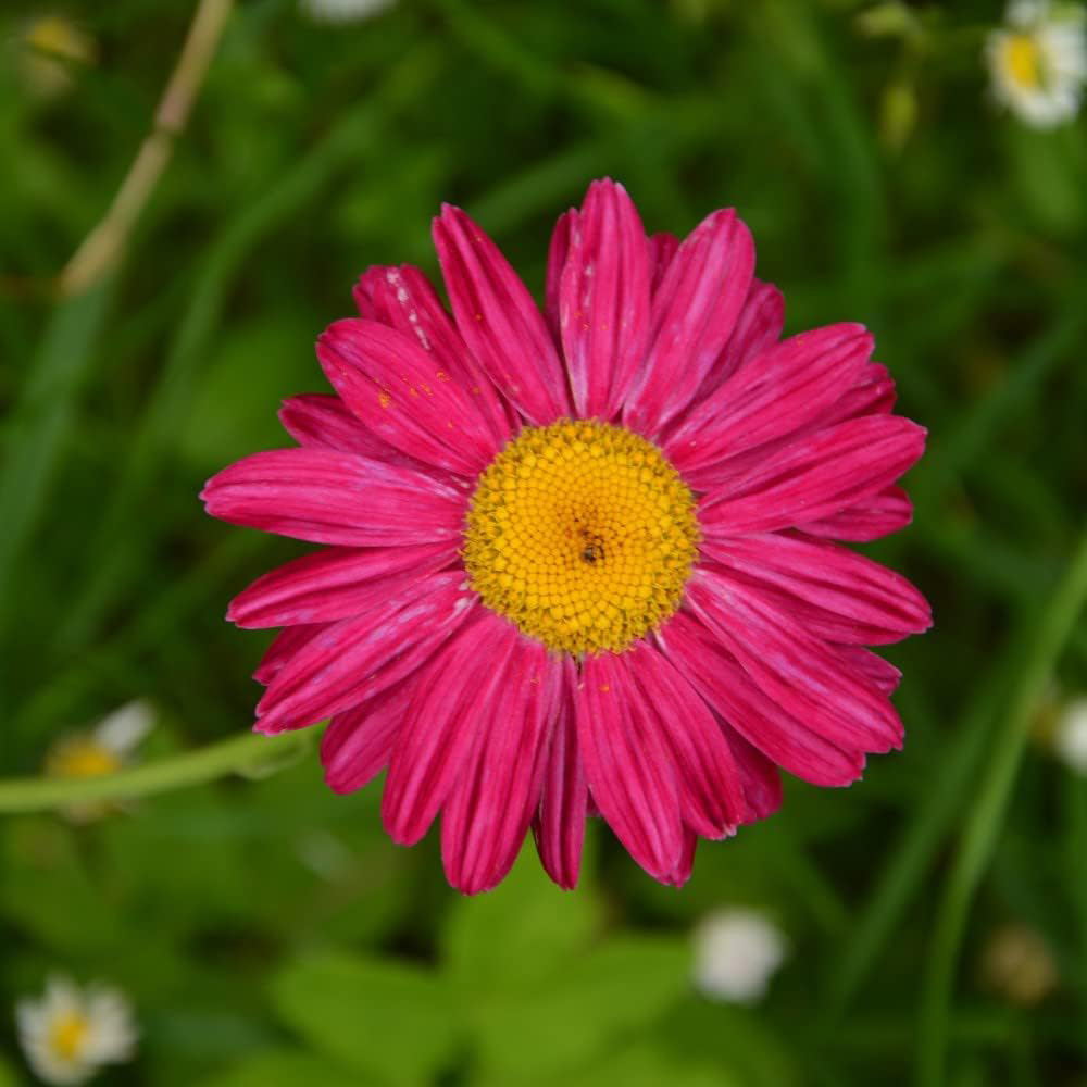 Thompson and Morgan Nurserymans Choice Perennial Cottage Garden Plant Pot 9cm x12 Image 2