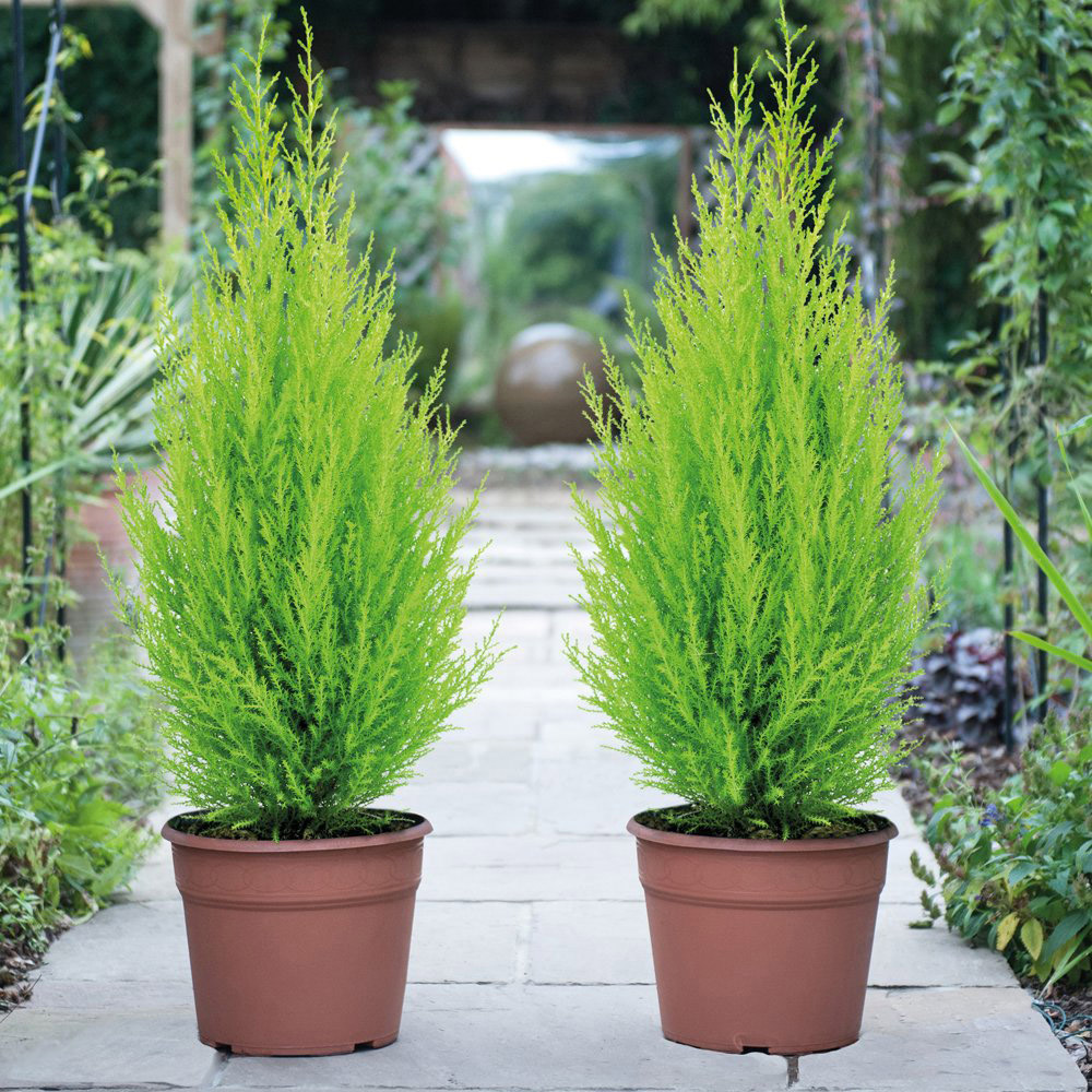 Thompson and Morgan Cupressus Goldcrest Wilma Plant Pot 10.5cm Image 2
