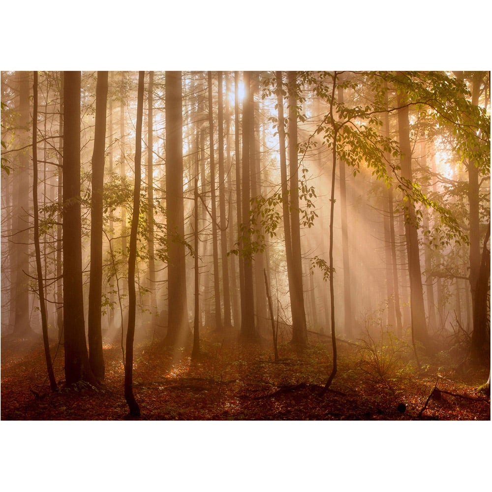 Laura Ashley Sunlit Trees Black Frame Wall Art 40 x 50cm Image 4