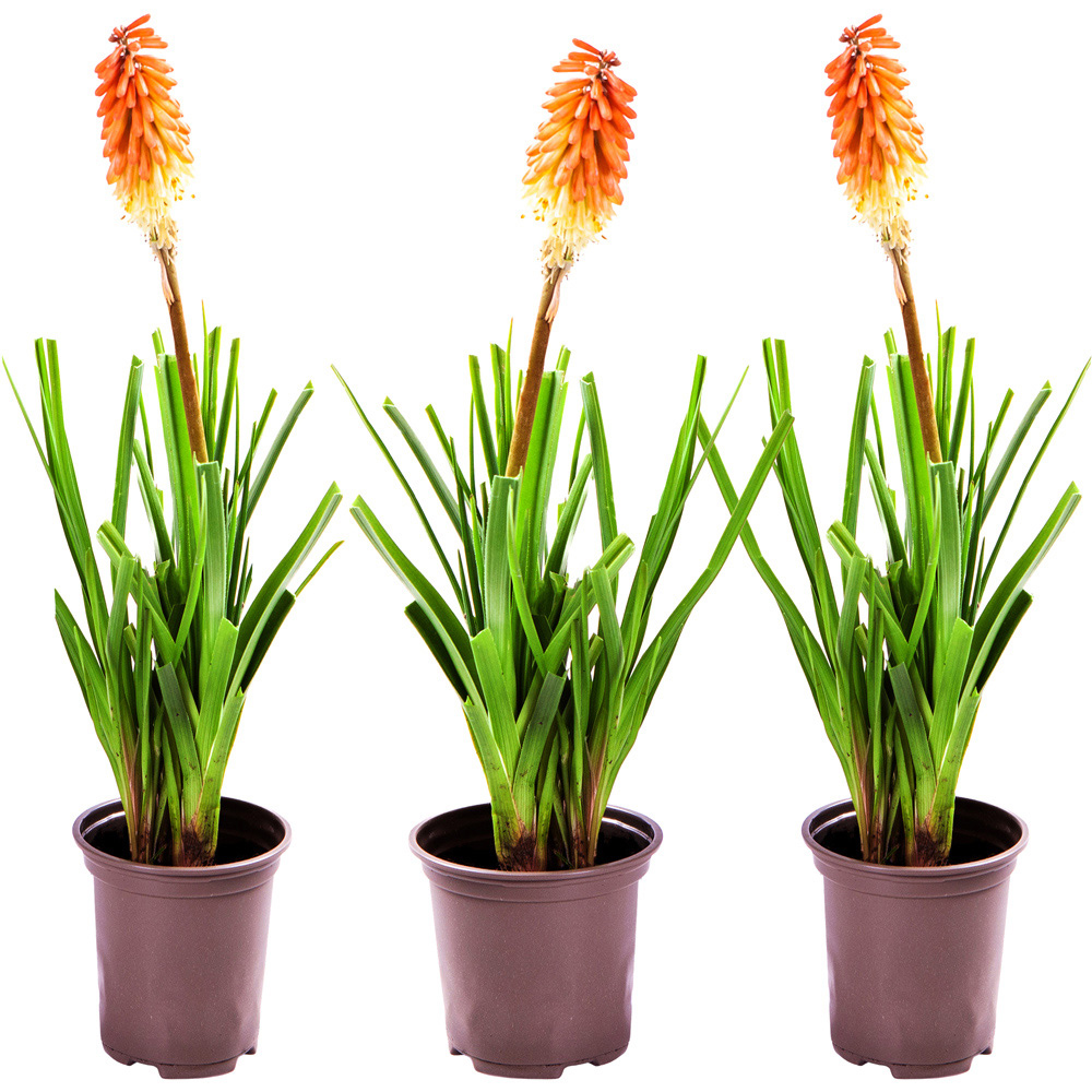 YouGarden Kniphofia Flamenco or Red Hot Poker Flamenco Plant Pot 3 Pack Image 2