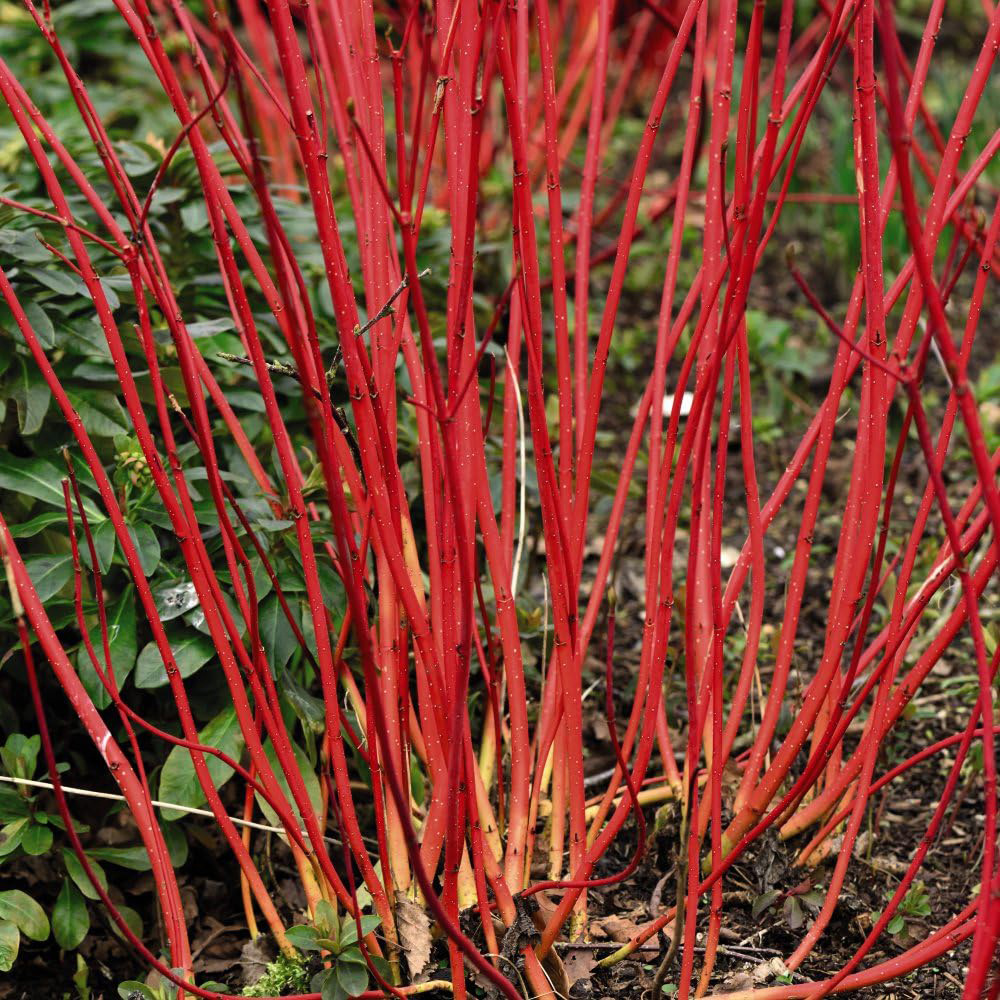 Thompson and Morgan Cornus Winter Duo Plant Pot 9cm 4 Pack Image 4