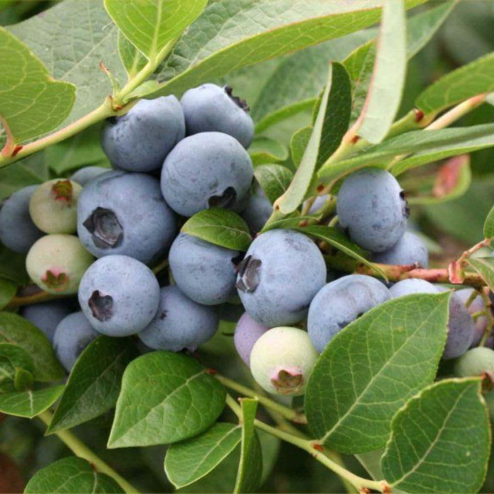 Thompson & Morgan Blueberry Vaccinium Bluegold Potted Plant 9cm 3 Pack Image 3