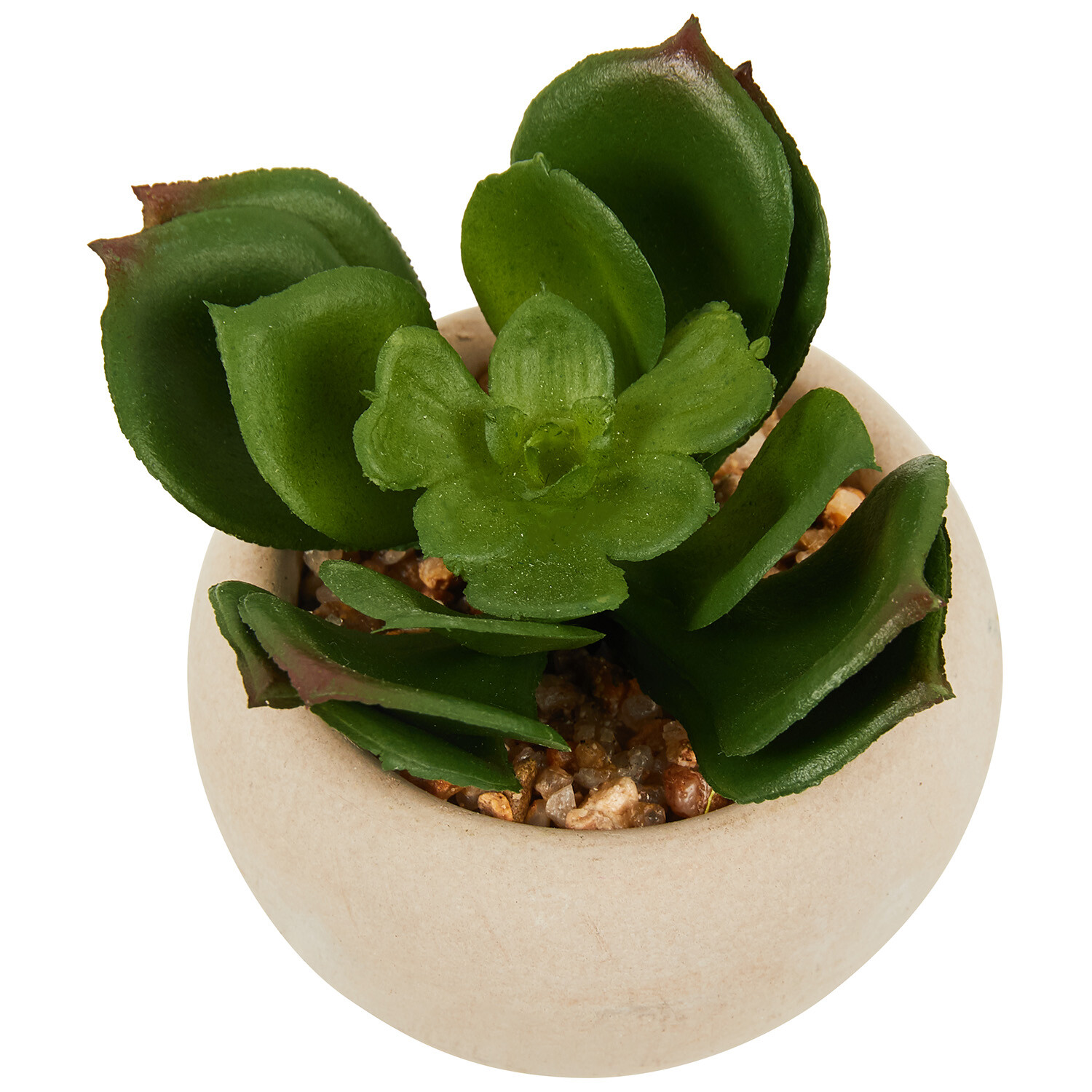 Mini Succulent in Pot - Green and Cream Image 6
