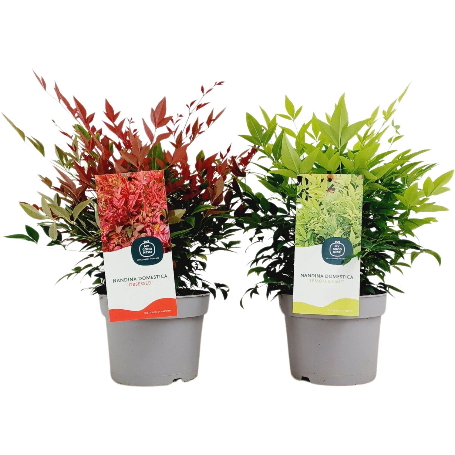 Nandina Domestica Mix Plant Image