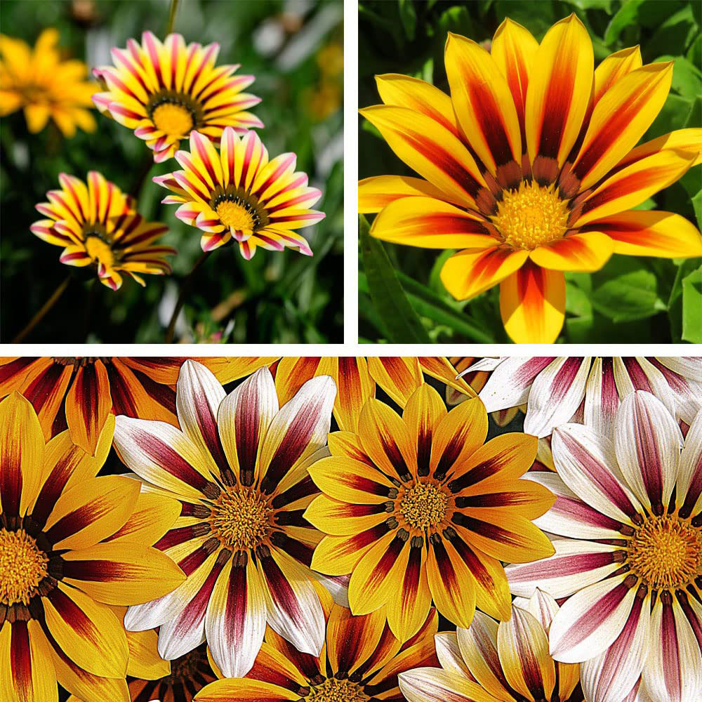 Thompson and Morgan Gazania Tiger Stripes Garden Ready Plant 30 Pack Image 5