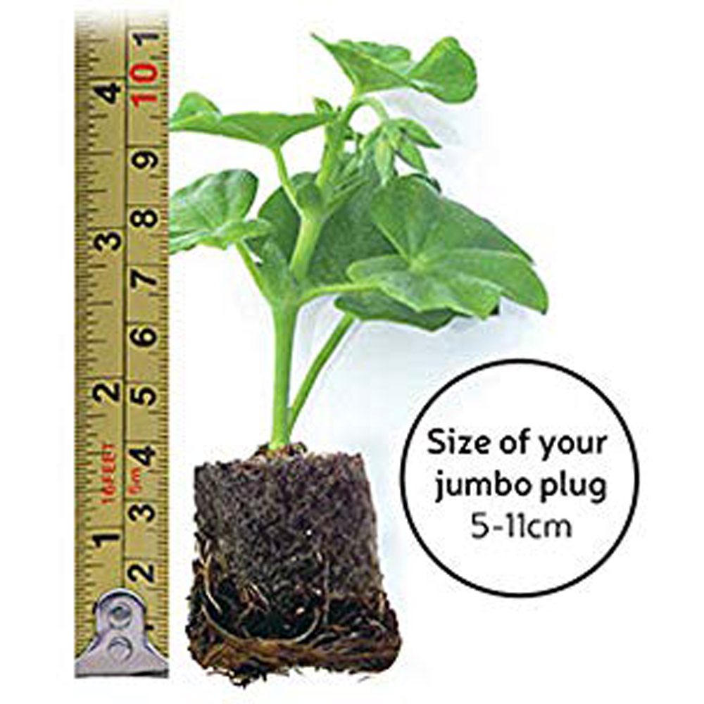 Thompson and Morgan Begonia Catrin Jumbo Plant Plug 5 Pack Image 4