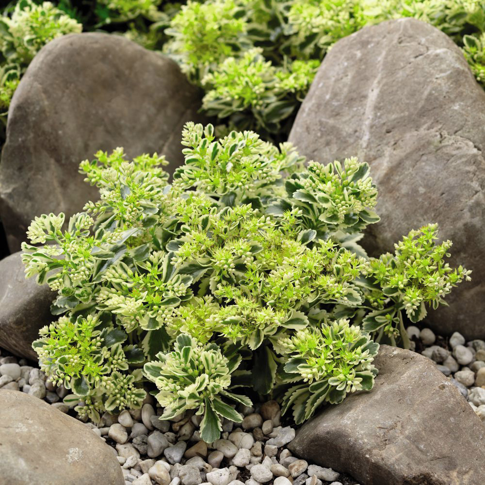 Thompson and Morgan Sedum Atlantis Potted Plant 9cm 5 Pack Image 3