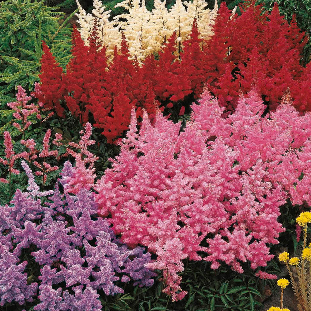 YouGarden Perfect for Shade Bare Root Collection 15 Pack Image 2