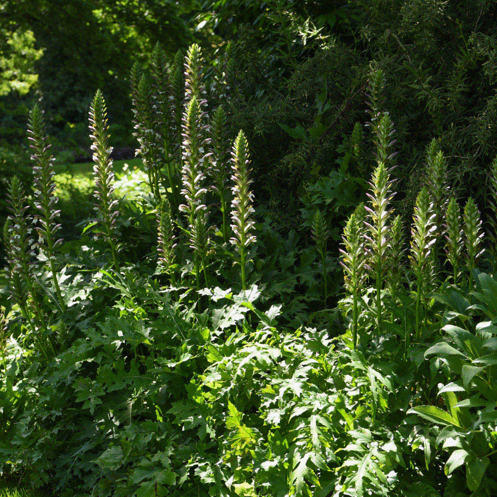 Thompson and Morgan Acanthus Mollis Potted Plant 9cm Image 3