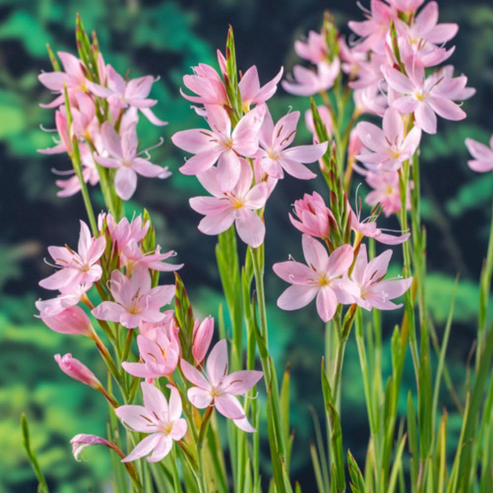 Thompson and Morgan Schizostylis Coccinea Mrs Hegarty Plant Pot 9cm 3 Pack Image 4