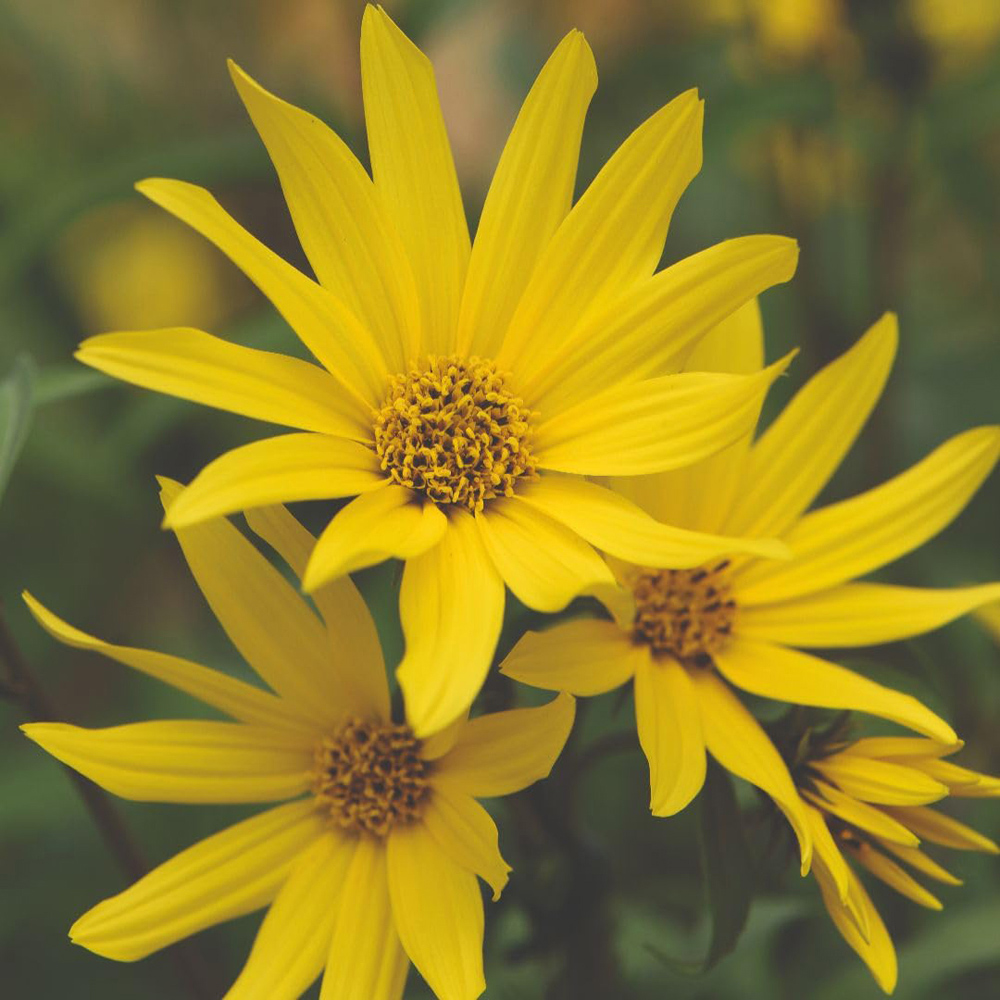 Thompson and Morgan Sunflower Maximiliani Early Bird Seed Packet Image 2