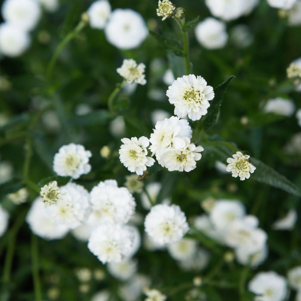 Thompson and Morgan Achillea Nobelssa Plant Pot 9cm Image 1