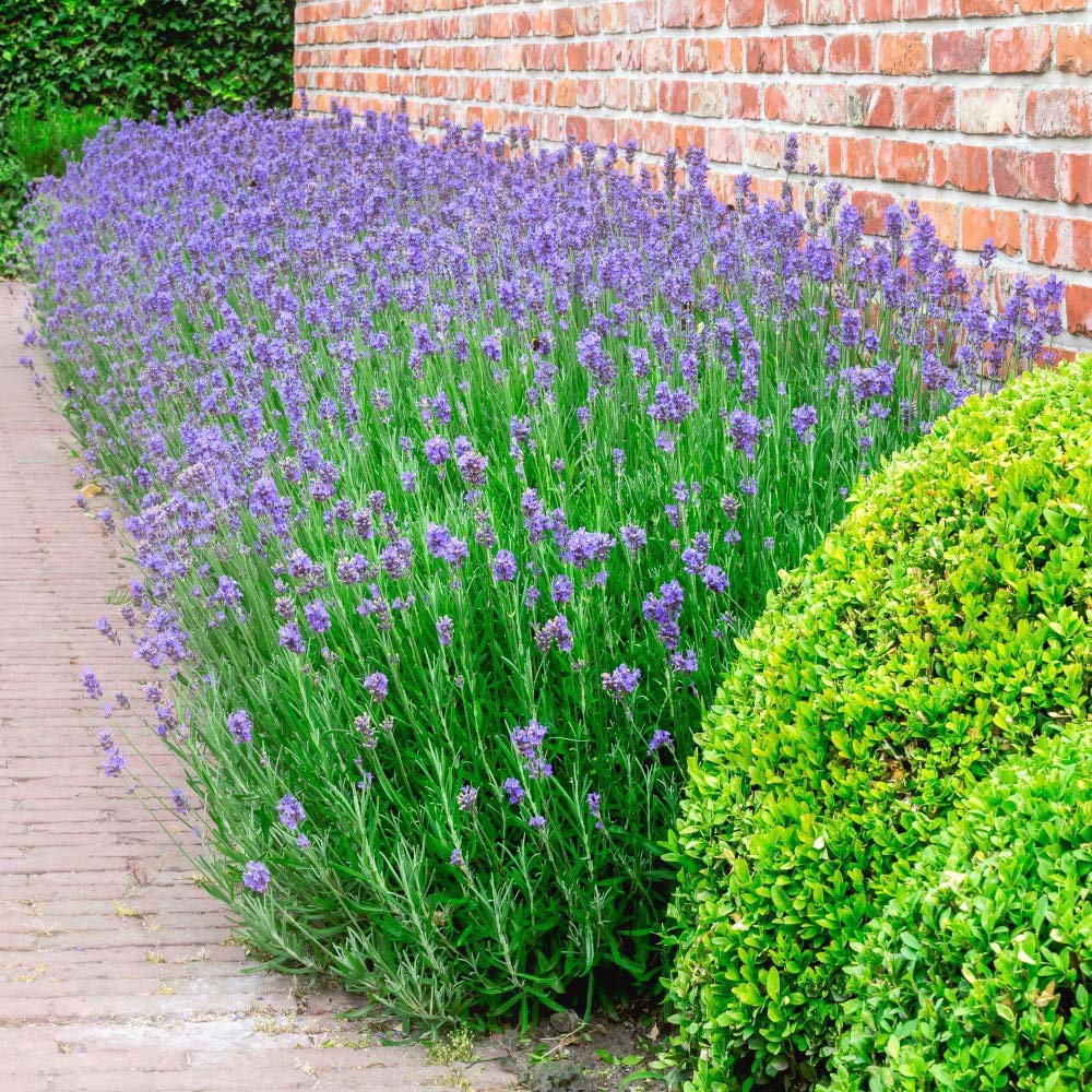 Thompson and Morgan Lavender Munstead Jumbo Plant Plug 3 Pack Image 2