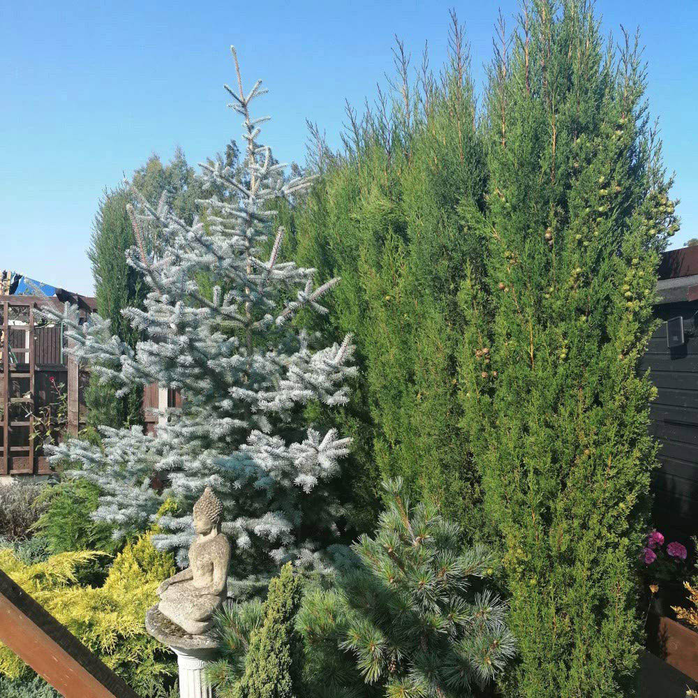 Thompson and Morgan Italian Cypress Plant Pot 14cm Image 5