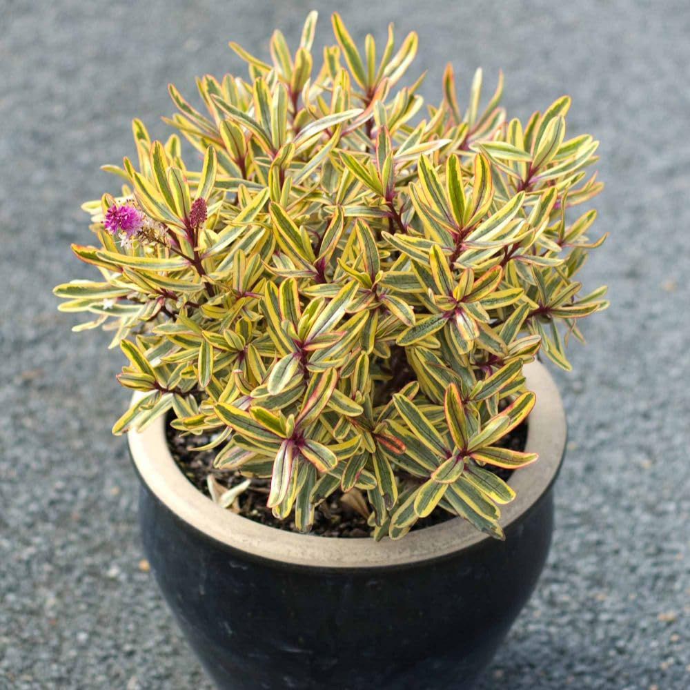 Thompson and Morgan Hebe Jewel of the Nile Plant Pot 2L Image 2