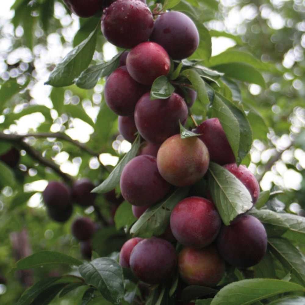 Thompson and Morgan Plum Prunus Marjories Seedling St Julien Rootstock Bare Root Tree 2 Pack Image 2