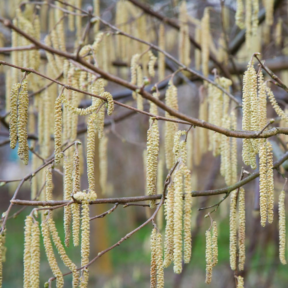 Thompson and Morgan Hedge Hazel Corylus Avellana Plant in Pot 3L Image 3