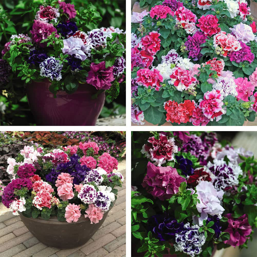 Thompson and Morgan Petunia Double Orchid Flowered Garden Ready Plant 30 Pack Image 5