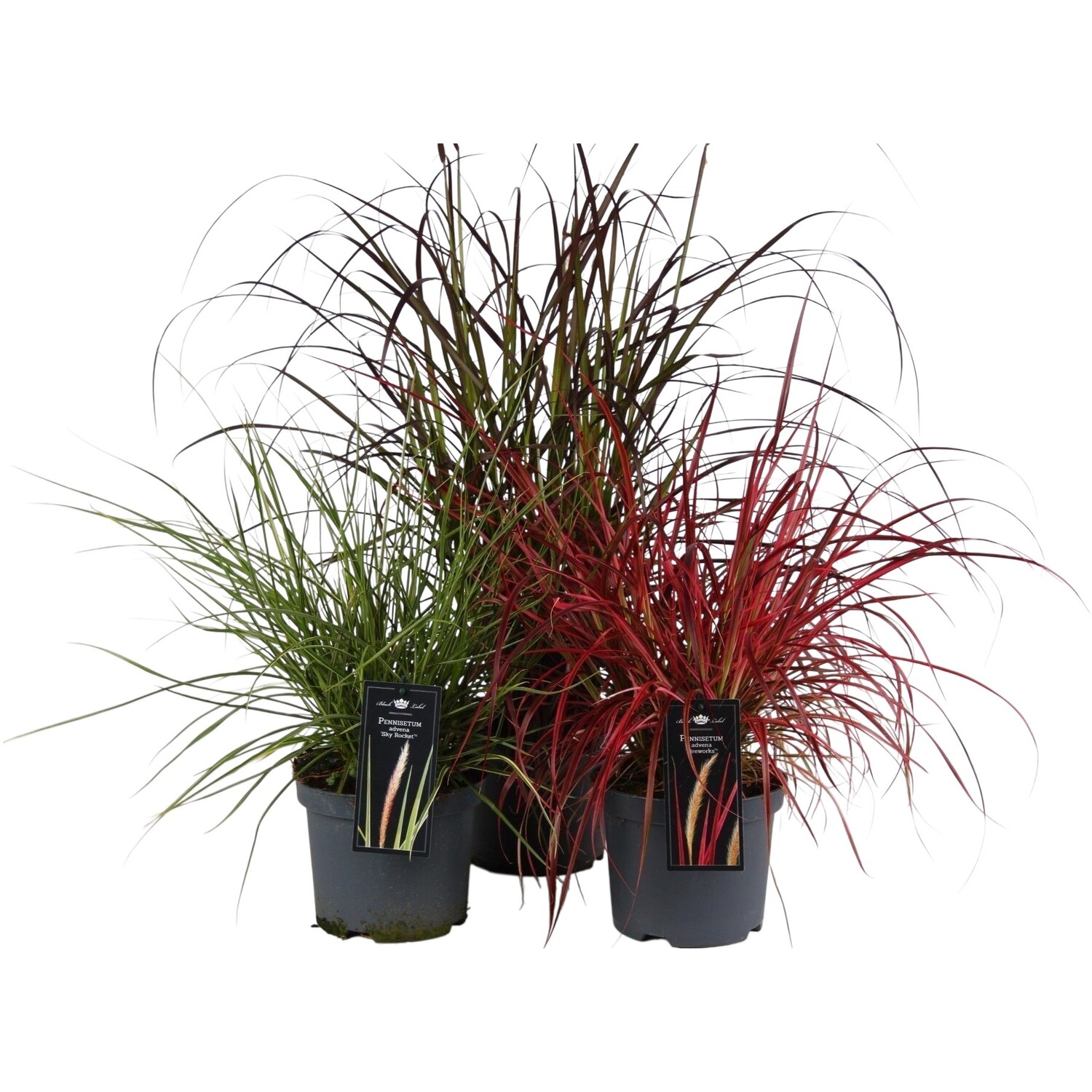 Mixed Pennisetum Advena Plant Image