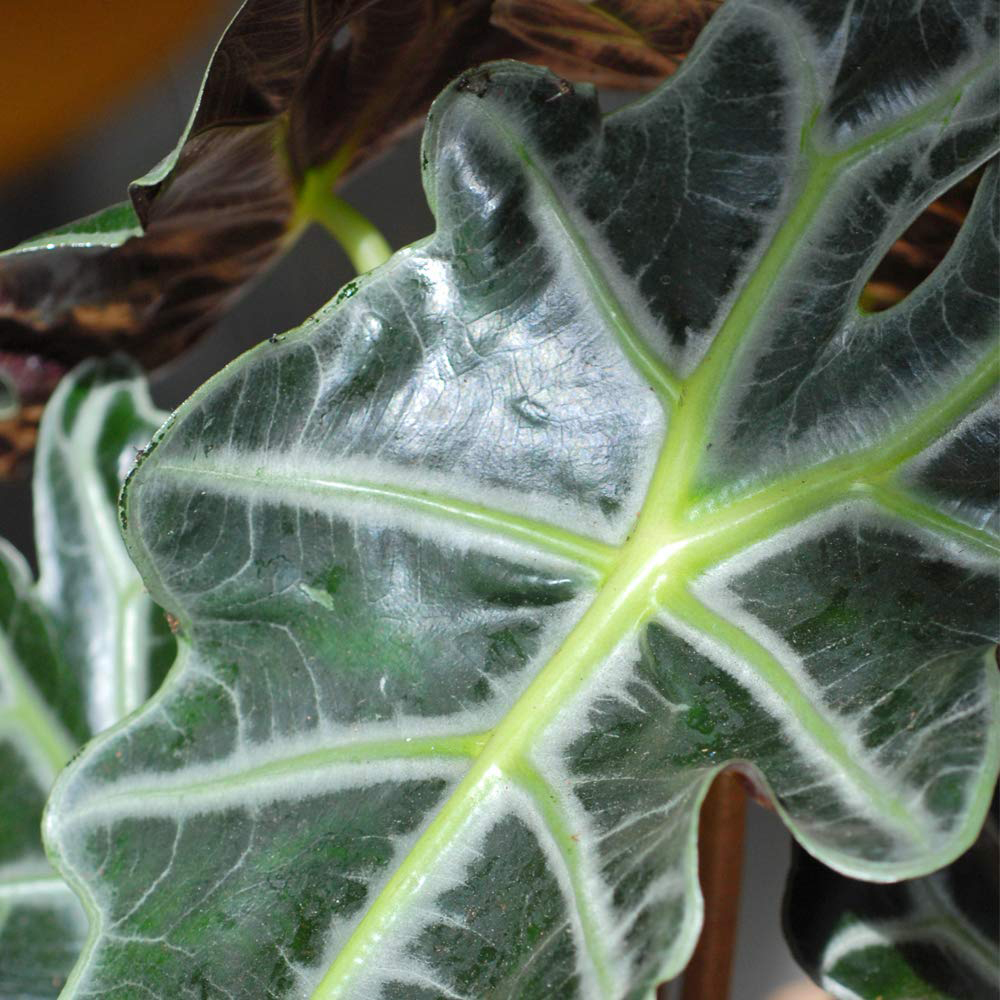 Thompson and Morgan Alocasia Amazonica Elephant Ear Plant Pot 12cm 3 Pack Image 3