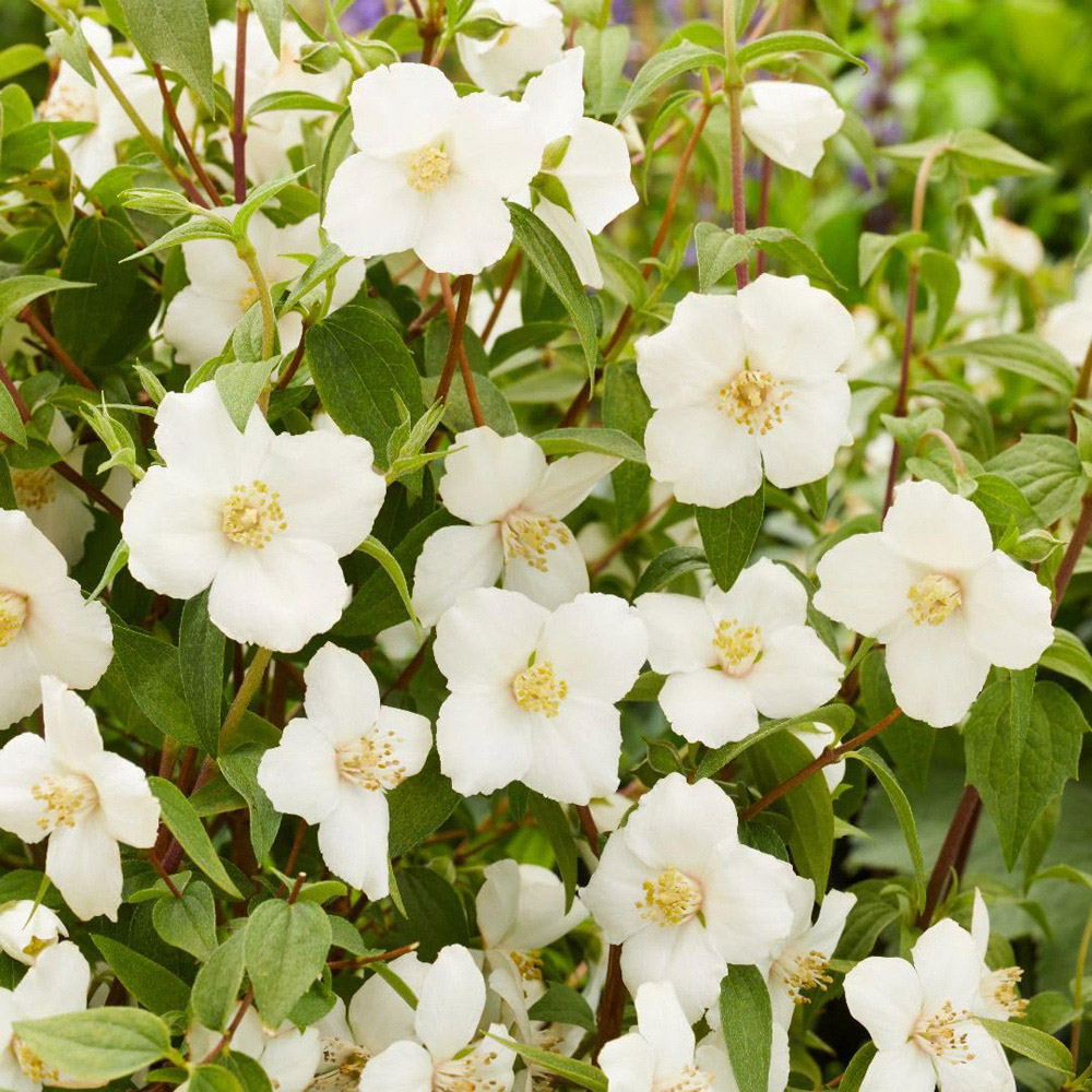 Thompson and Morgan Philadelphus Petite Perfume White Plant Pot 9cm 2 Pack Image 2