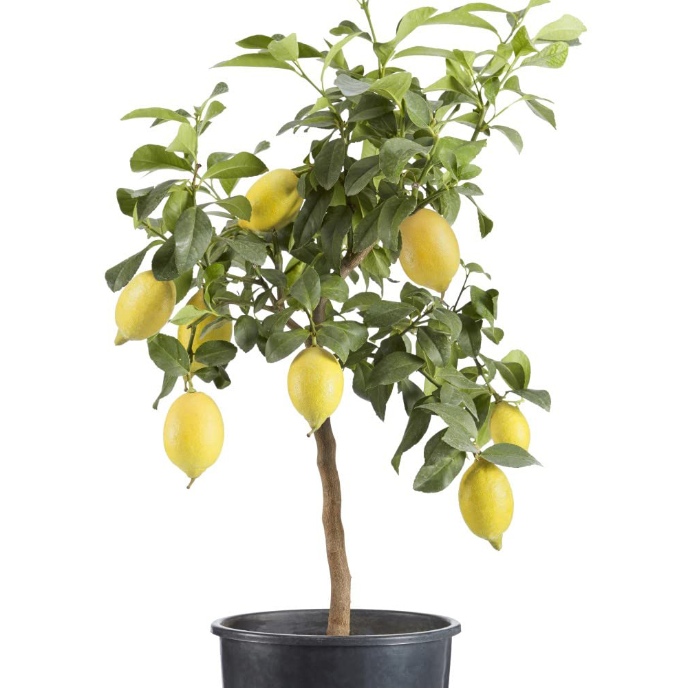 Thompson & Morgan Citrus Lemon Tree Potted Plant Image 3