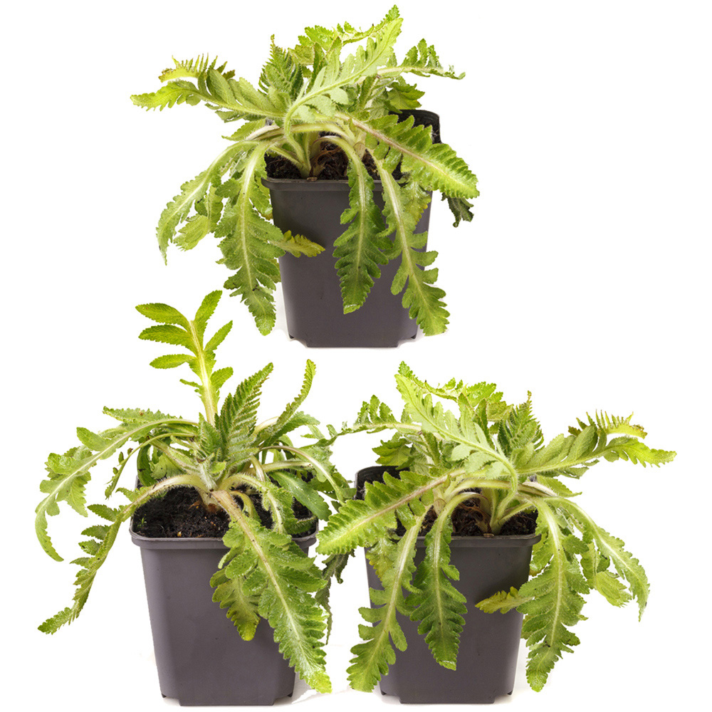 YouGarden Oriental Poppy Red Rumble Papaver Plant Pot 3 Pack Image 2