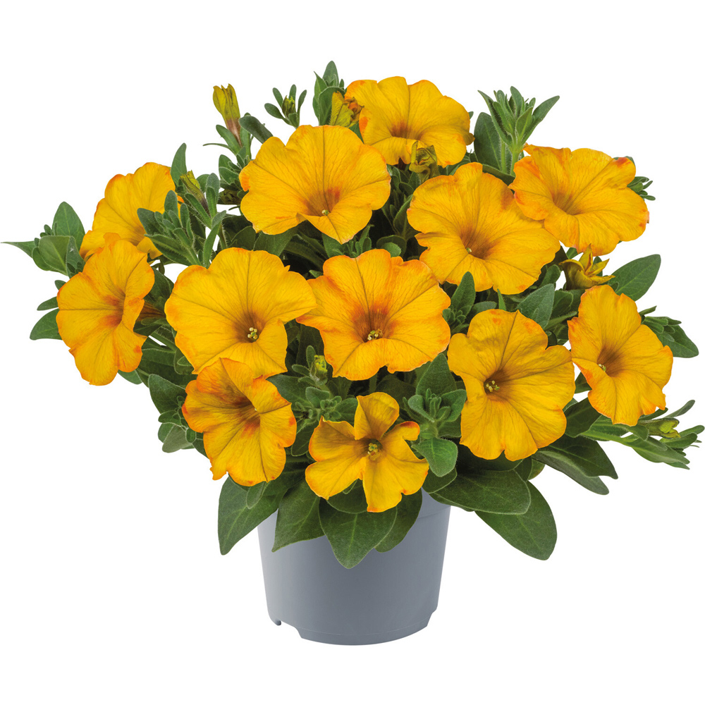 Petunia Raintastic Plant Image 6