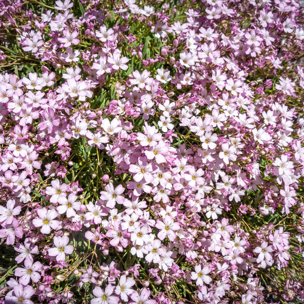 Thompson & Morgan Gypsophila Rosea Bare Root 6 Pack Image 3