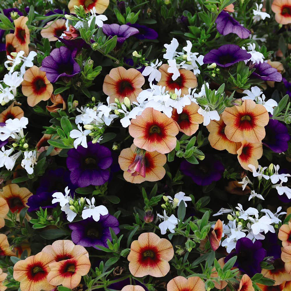 Thompson and Morgan Fruit Salad Preplanted Hanging Basket 25cm Image 1