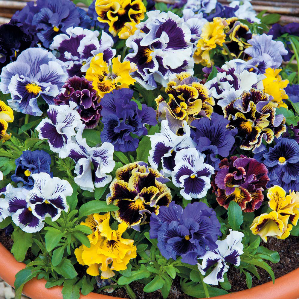 Thompson and Morgan Pansy Frizzle Sizzle Mixed Garden Ready Plant 15 Pack Image 2