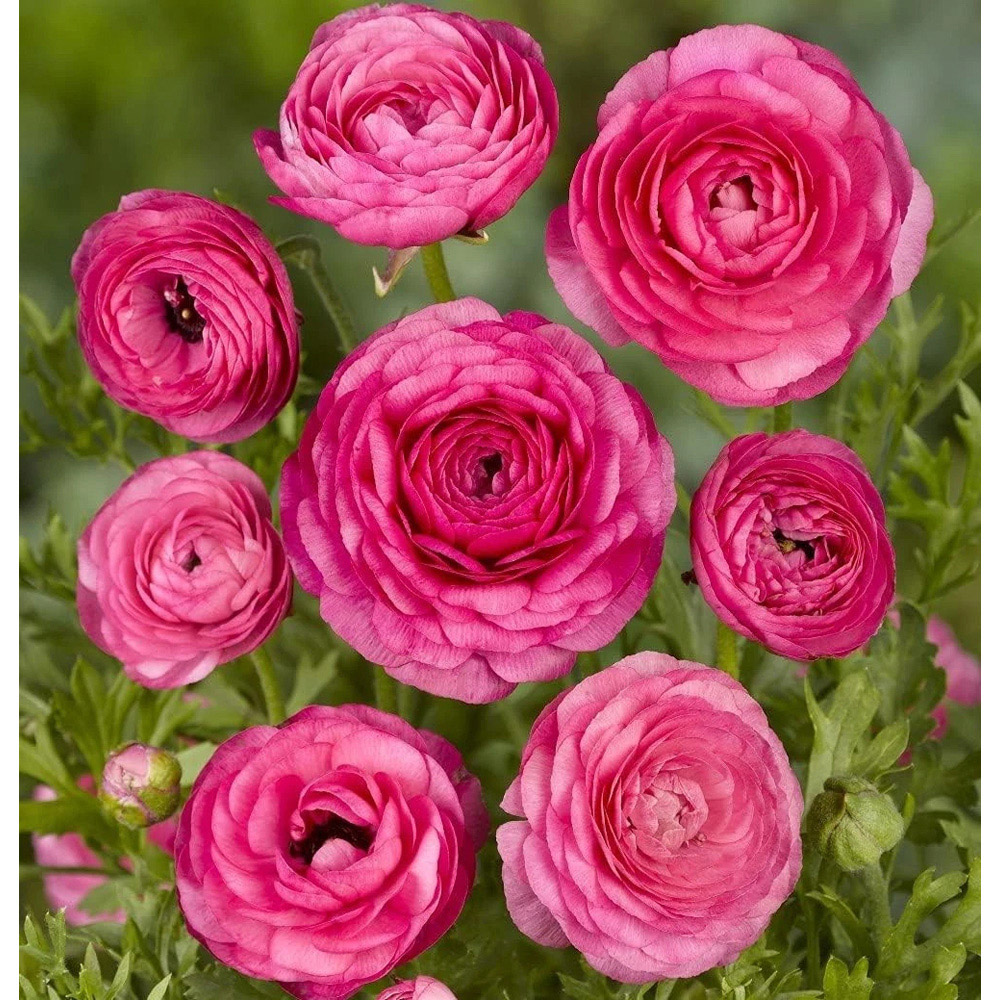 Thompson and Morgan Ranunculus Pink Autumn Planting Bulb 16 Pack Image 3