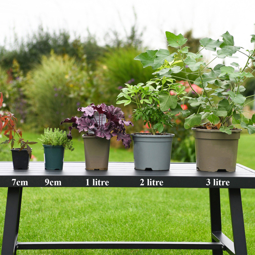 Thompson and Morgan Coronilla Citrina Pot 9cm 3 Pack Image 5