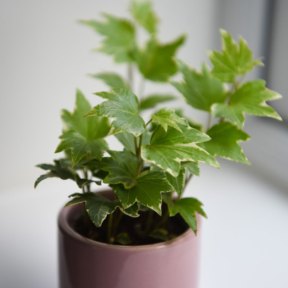 Thompson and Morgan Hedera Mix Plant Pot 6cm 6 Pack Image 3